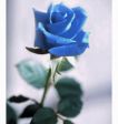 ROSA BLU