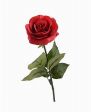 Rosa Rossa