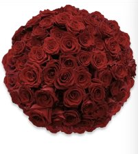 100 rose rosse 🌹🌹🌹