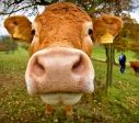 Fatevi Mungere ...🐄🐄🐄