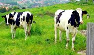 Mucche party🐄🐄