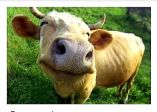 Nuova mucca 🐄🐄
