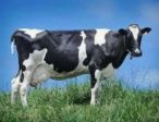Ti mungo 🐄🐄🐄