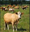 Mucca bella piena🐄🐄