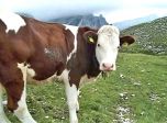 Mungitura  ...🐄🐄