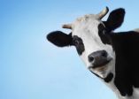 Ti mungo 🐄🐄🐄
