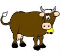 Mucca da mungere