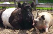 Ti mungo maiale 🐖