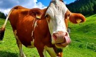 Mucca bella piena🐄🐄