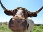 Mucca bella piena🐄🐄