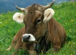 Mungitura  ...🐄🐄