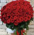 100 rose rosse 🌹🌹🌹