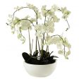 Orchidee
