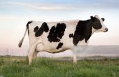Mucca bella piena🐄🐄