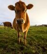 Mucca bella piena🐄🐄
