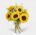 Girasoli 🌻