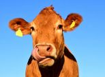 Mucca da mungere 🐄