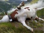 Mucca da drenare 