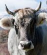 Ti mungo 🐄