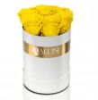 Rose gialle 💛