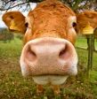 Mucca 🐄 da fottere