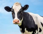 Ti mungo 🐄